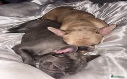 French Bulldog dogs for sale: French bulldog pedigree litter - Image 33