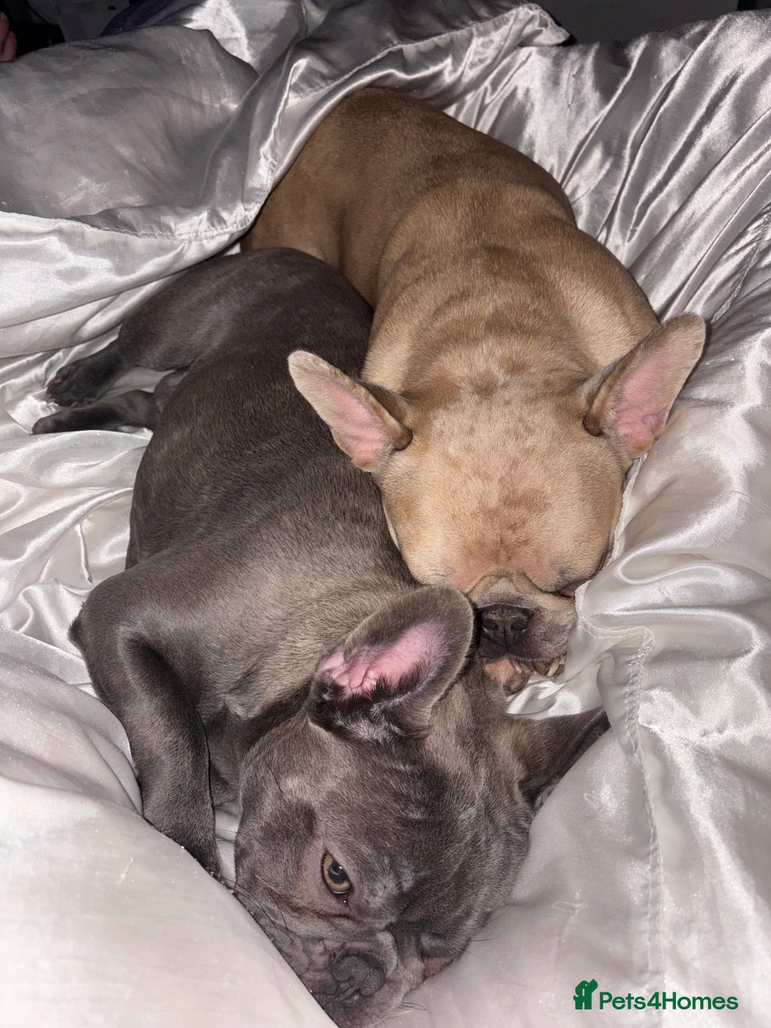 French Bulldog dogs for sale: French bulldog pedigree litter - Image 33