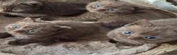British Shorthair cats for sale: TICA Stunning Chocolate British Short Hair Kittens in Merthyr Tydfil - Advert 7
