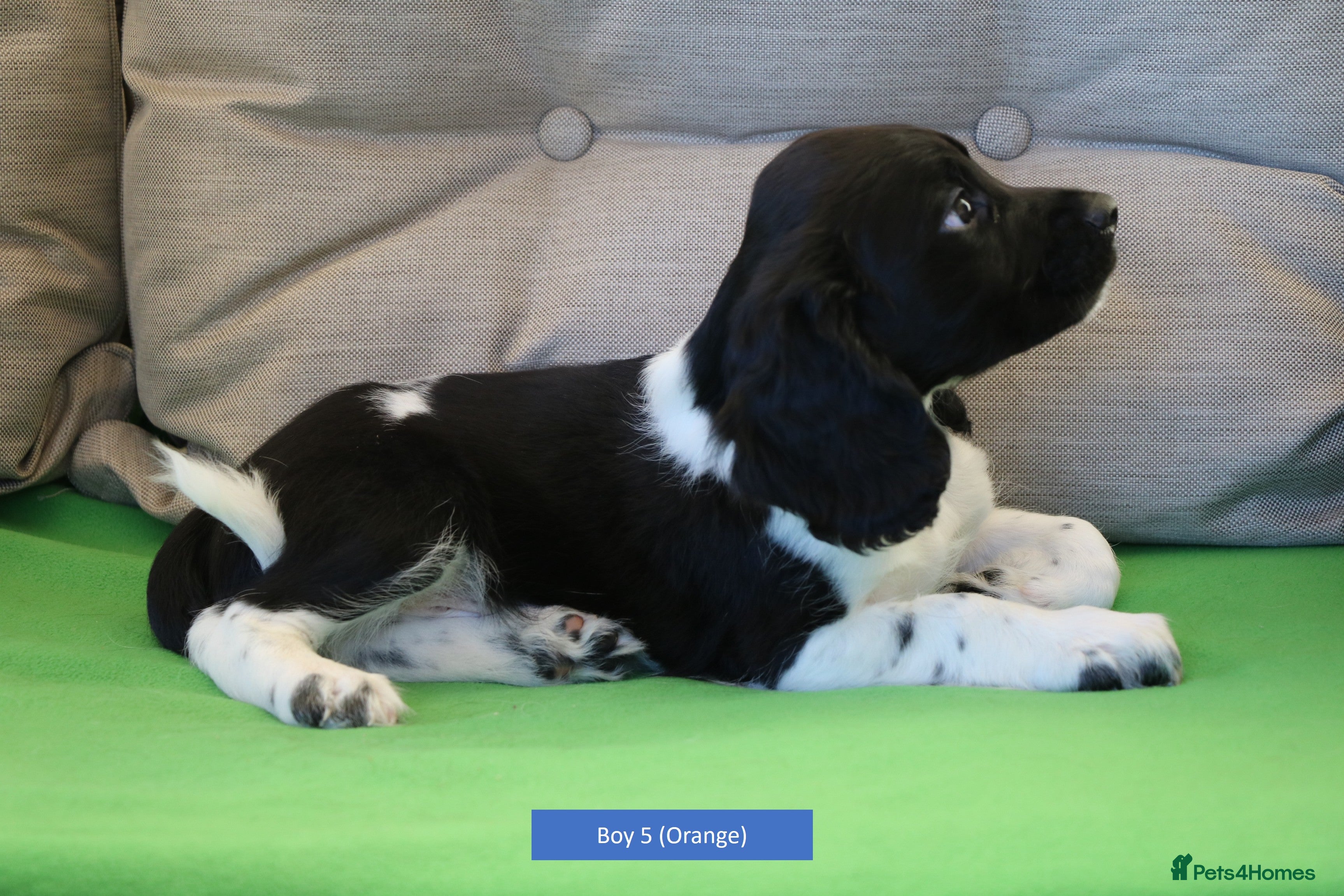 English Springer Spaniel dogs Health Tested English Springer Spaniel Puppies - Advert 1