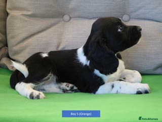 English Springer Spaniel dogs Health Tested English Springer Spaniel Puppies - Advert 7