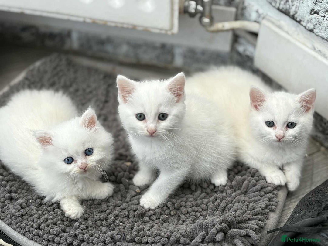Persian cats for sale: 3 white half Persian kittens, ready soon - Image 9