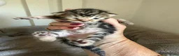 Bengal cats for sale: Bengal kittens Mum is Tica registered  - Advert 3