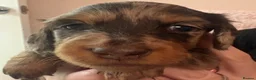 Miniature Dachshund dogs for sale: Miniature Long Haired Daschunds - Advert 18