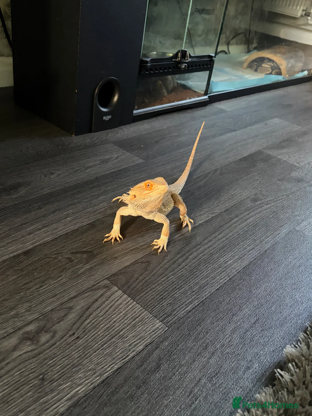 Bearded Dragon reptiles for sale: Bearded Dragon for sale with enclosure  - Advert 2