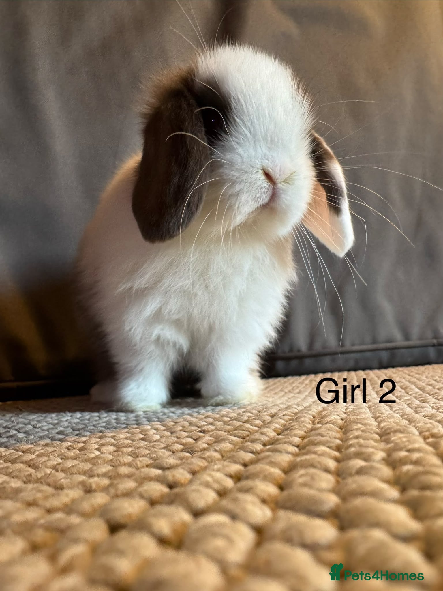 Mini Lop rabbits Stunning Mini Lops, Ready to reserve🐰 - Advert 2