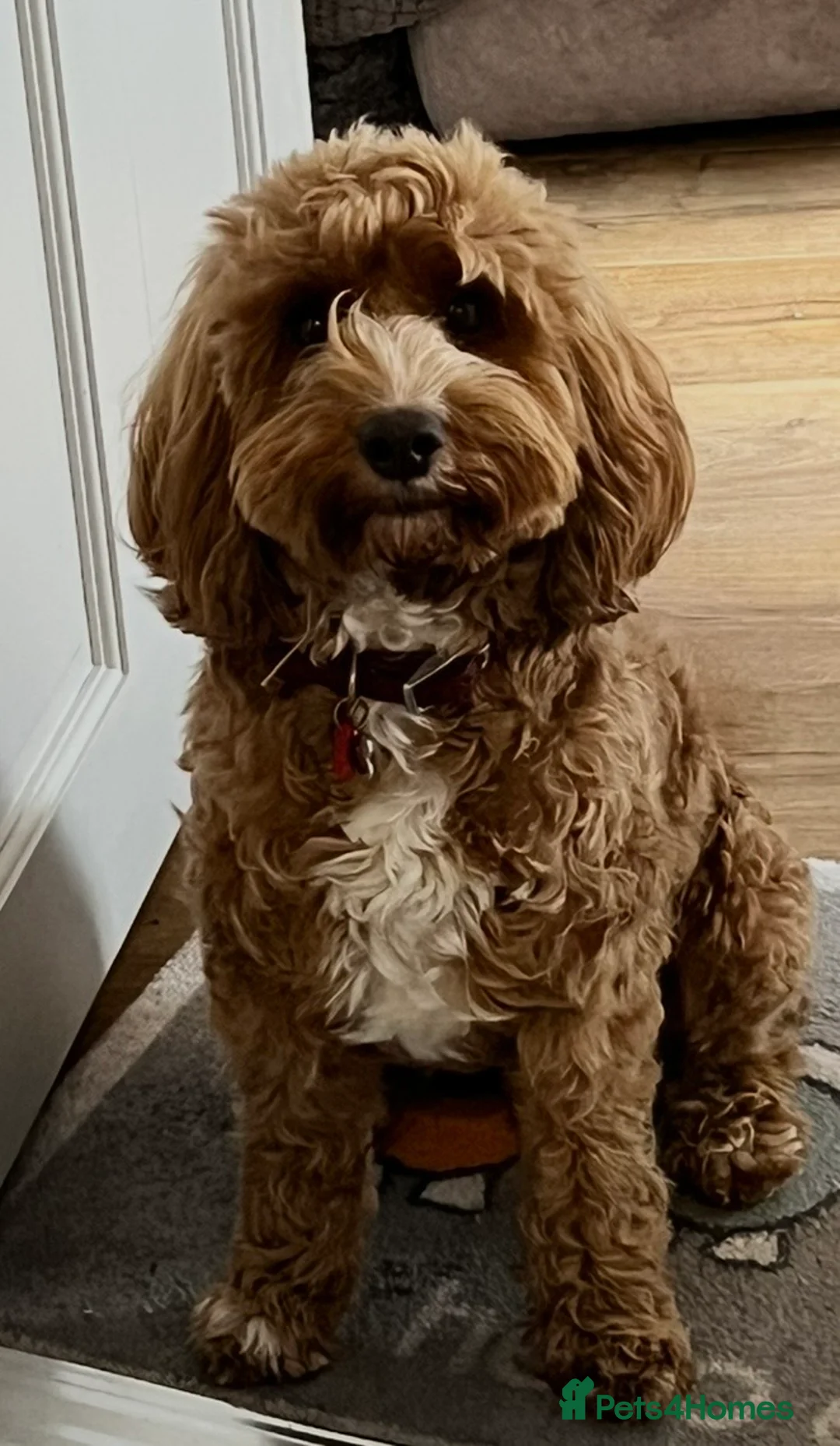 Cockapoo dogs for sale: Exquisite Health Checked Cockapoos For Sale - Advert 2