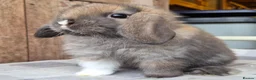 Mini Lop rabbits for sale: Mini lop girls  - Advert 3