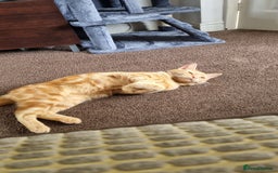 British Shorthair cats for sale: Beans Needs Rehoming  - Image 5
