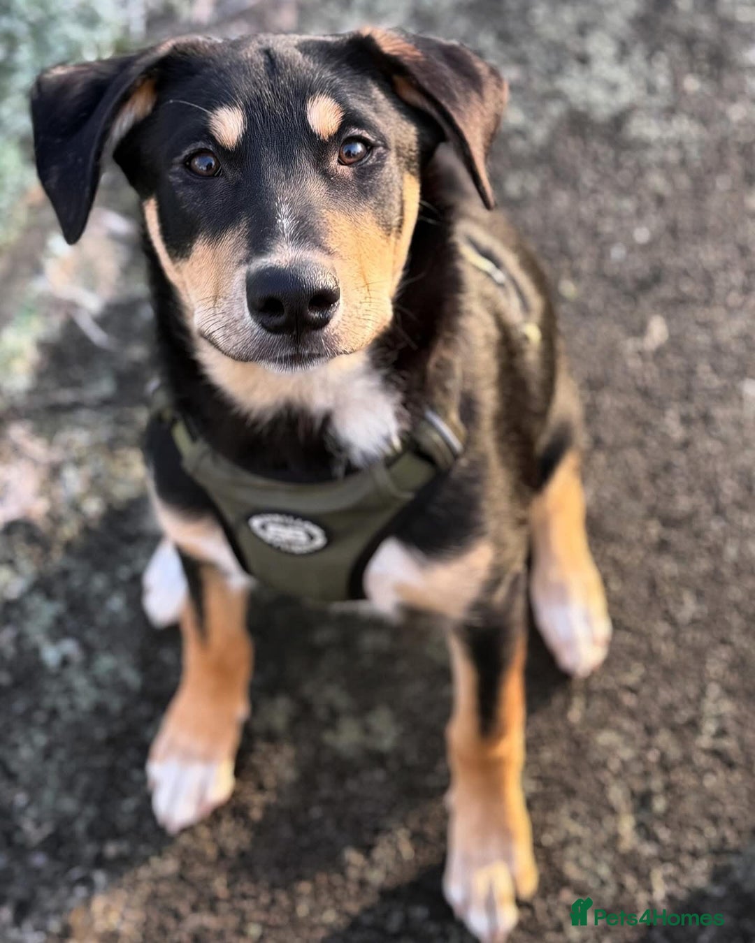 Mixed Breed dogs for sale: Our beautiful boy Koda💙 - Advert 19