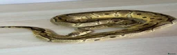 Python Snake reptiles for sale: Mixed Ball Python Sale - Advert 1