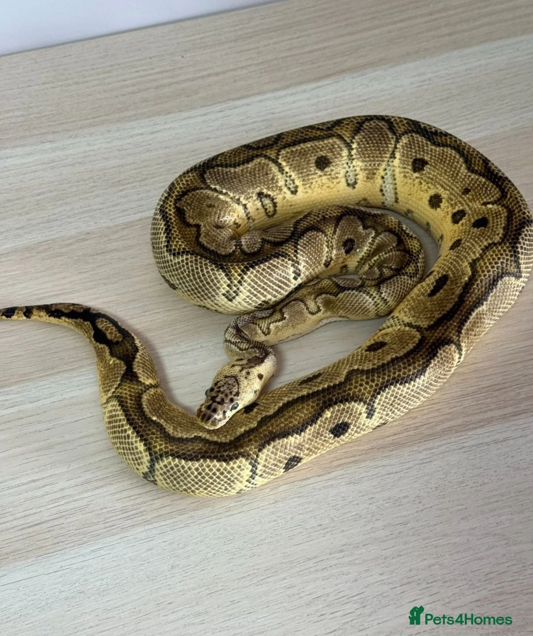 Python Snake reptiles for sale: Mixed Ball Python Sale - Advert 1