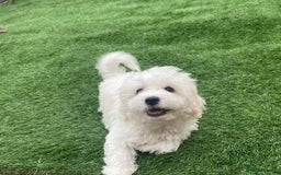 Maltese dogs for sale: Purebred Maltese Puppies Ready Now! - Image 2