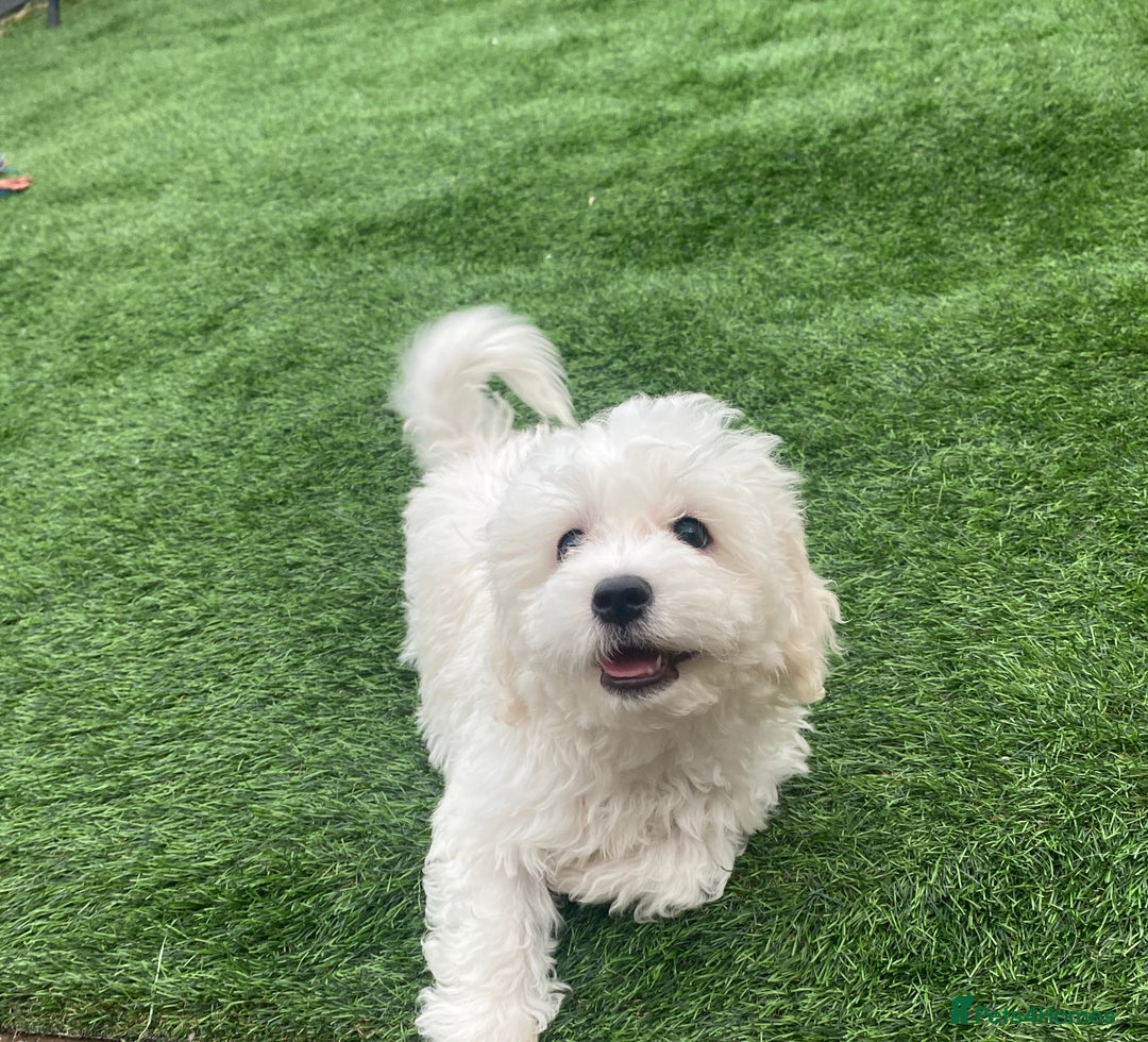 Maltese dogs for sale: Purebred Maltese Puppies Ready Now! - Image 2
