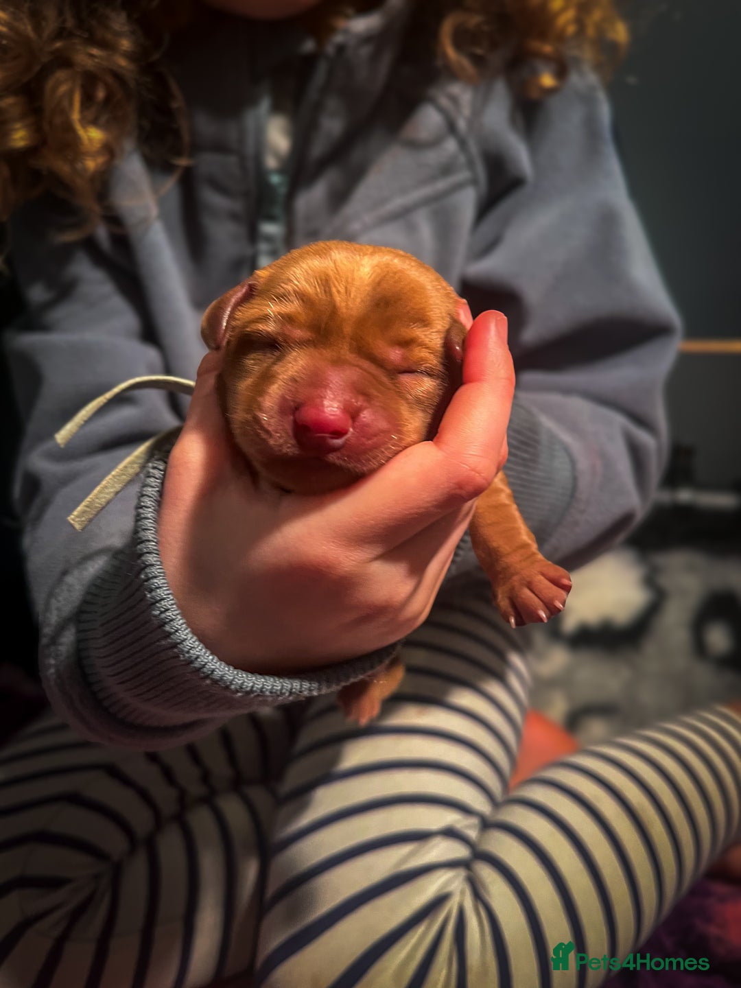 Labrador Retriever dogs for sale: Extensively Health tested Red fox Labradors 🧡 - Advert 10