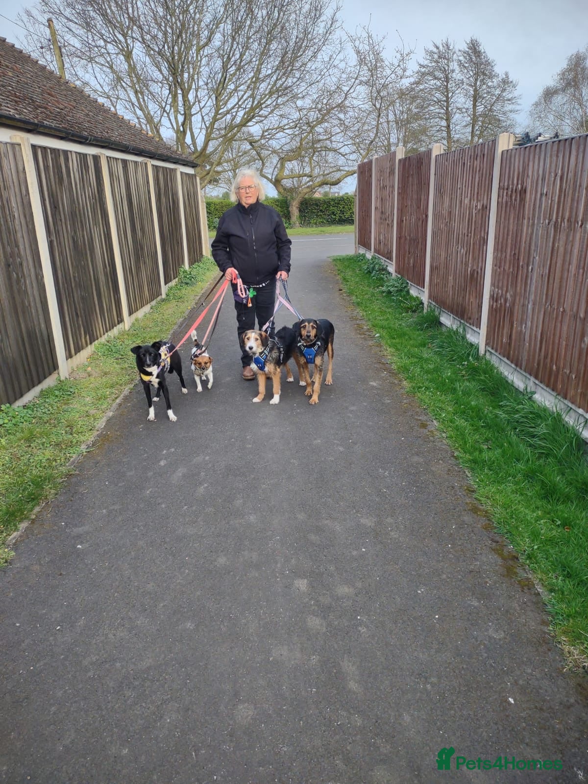 Mixed Breed dogs for sale: Ronnie & Reggie   - Advert 16