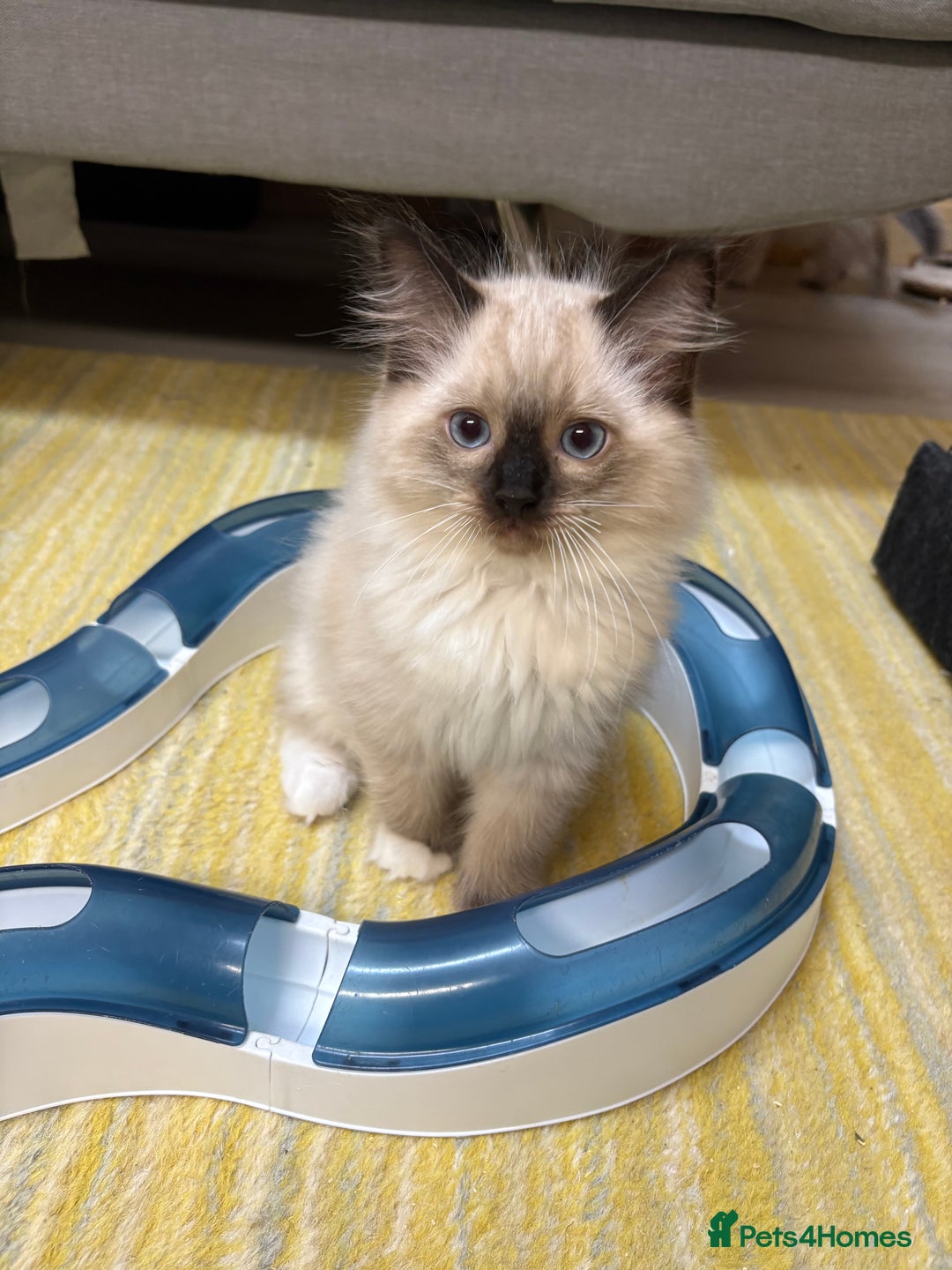 Ragdoll cats for sale: GCCF REGISTERED RAGDOLL KITTENS. 4  BOYS - Image 5