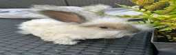 Angora rabbits for sale: Pure bred Angora bunnies £100 - Advert 7