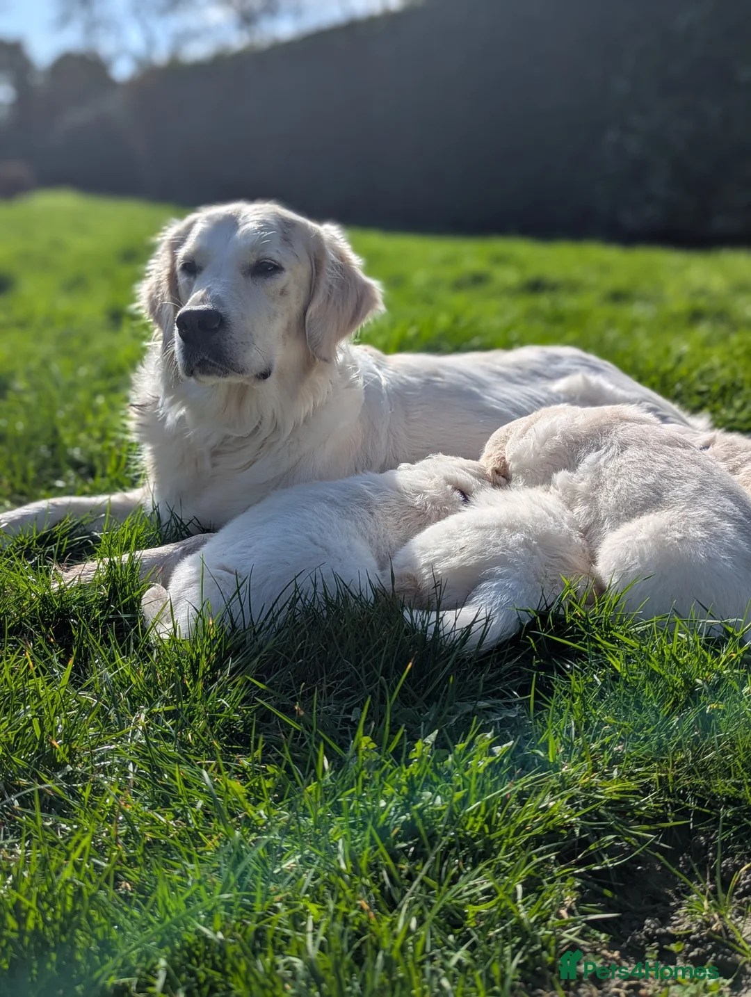 Golden Retriever dogs for sale: Adorable Mr strawberry  - Advert 17