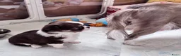 Chihuahua dogs for sale: chocolate tri long coat chihuahua puppies  - Advert 4