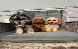 Cockapoo dogs for sale: F1 pra clear Cockapoos (council licensed breeder) - Image 8