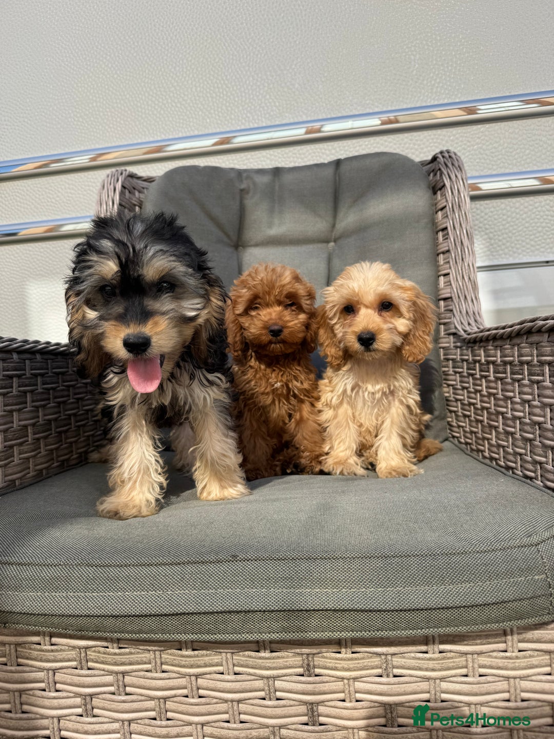 Cockapoo dogs for sale: F1 pra clear Cockapoos (council licensed breeder) - Image 8