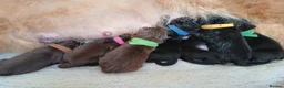 Chow Chow dogs for stud: Amazing chocolate chow chow for stud - Advert 5