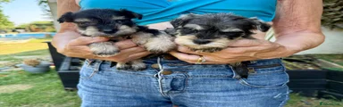 Miniature Schnauzer 2