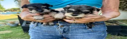 Miniature Schnauzer dogs for sale: Beautiful kc reg miniature schnauzer puppies - Advert 3