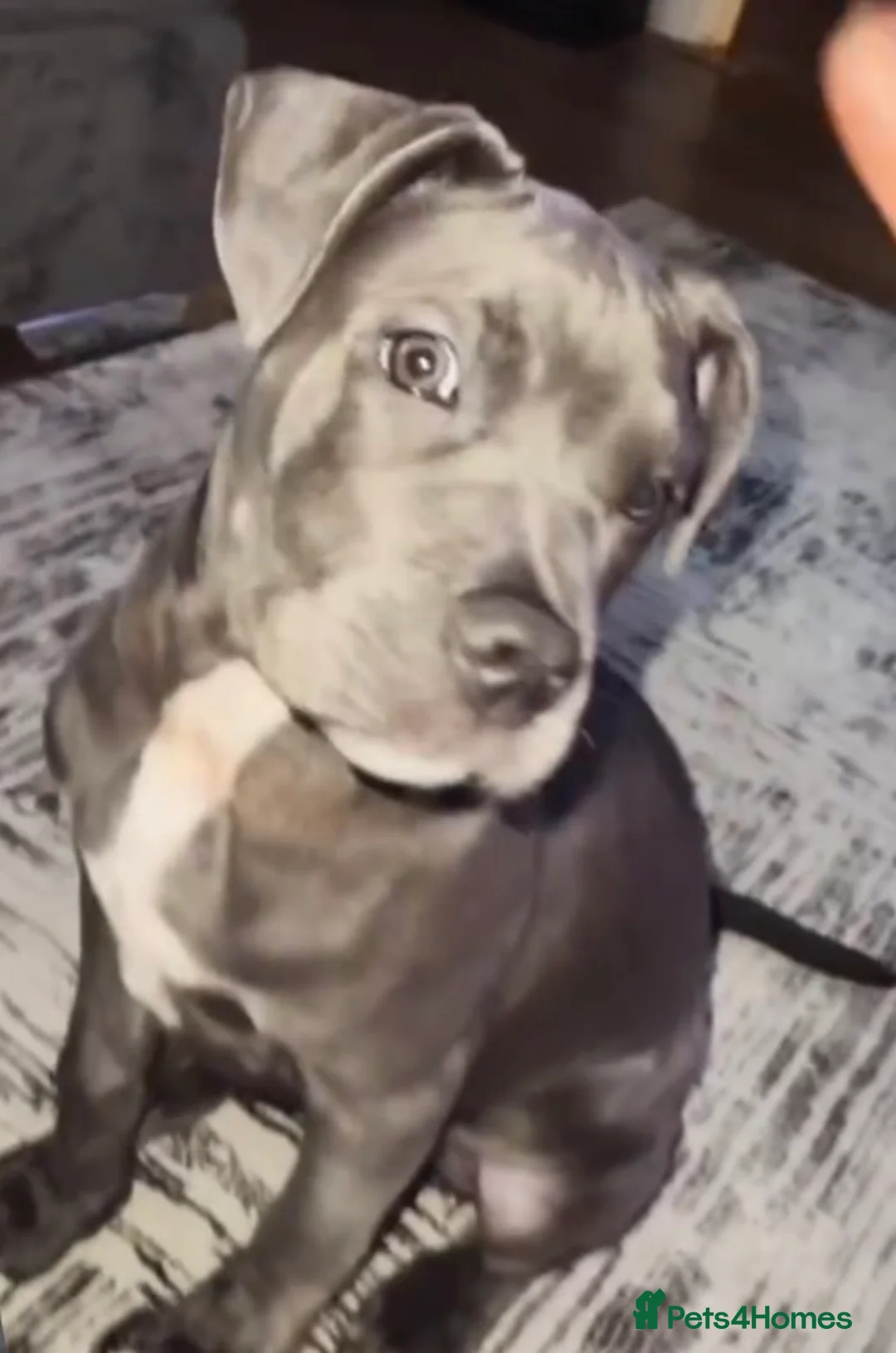 Mixed Breed dogs for sale: Beautiful blue eye Canecorso/American Staffy  - Advert 1