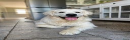 Golden Retriever dogs for stud: Cream Golden Retriever Stud in Beverley - Advert 12