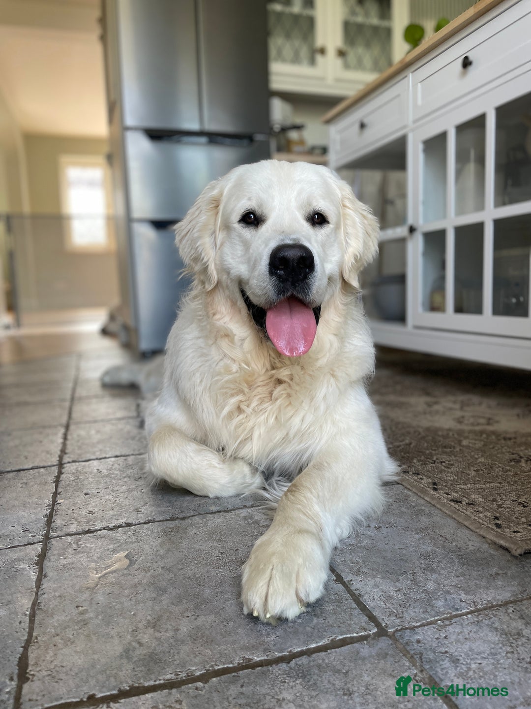 Golden Retriever dogs for stud: KC REGISTERED STUNNING STUD DOG in Beverley - Image 12