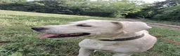 Labrador Retriever dogs for adoption: Bella – Beautiful 5-Year-Old Labrador Cross - Advert 10