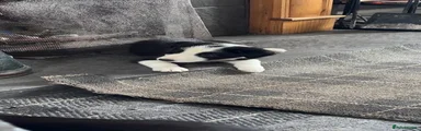 Border Collie 2