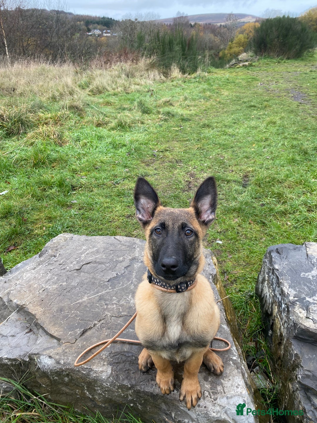 Belgian Shepherd Dog dogs for sale: Belgian shepherd  - Advert 1