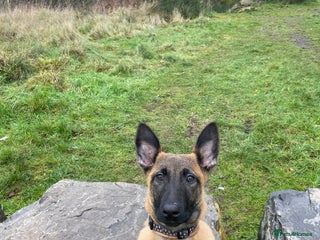 Belgian Shepherd Dog dogs Belgian shepherd - Advert 1