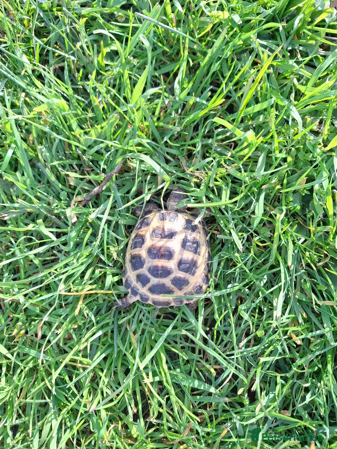 Tortoise reptiles for sale: Tortoise  in London - Advert 2