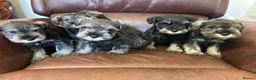 Miniature Schnauzer dogs for sale: Kc reg health checked gorgeous puppies  - Advert 2