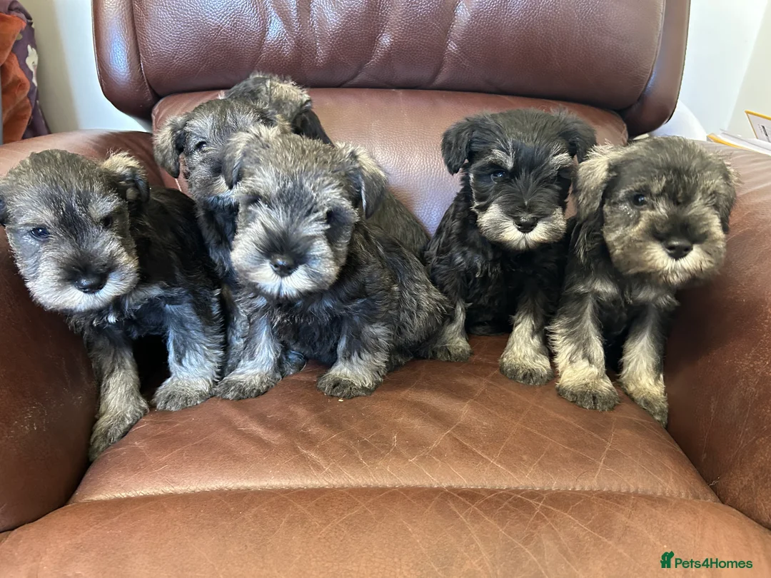 Miniature Schnauzer dogs for sale: Kc reg health checked gorgeous puppies  - Advert 2