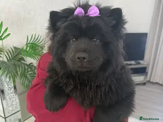 Chow Chow dogs 1 chow left ready to leave and reduced! - Advert 3