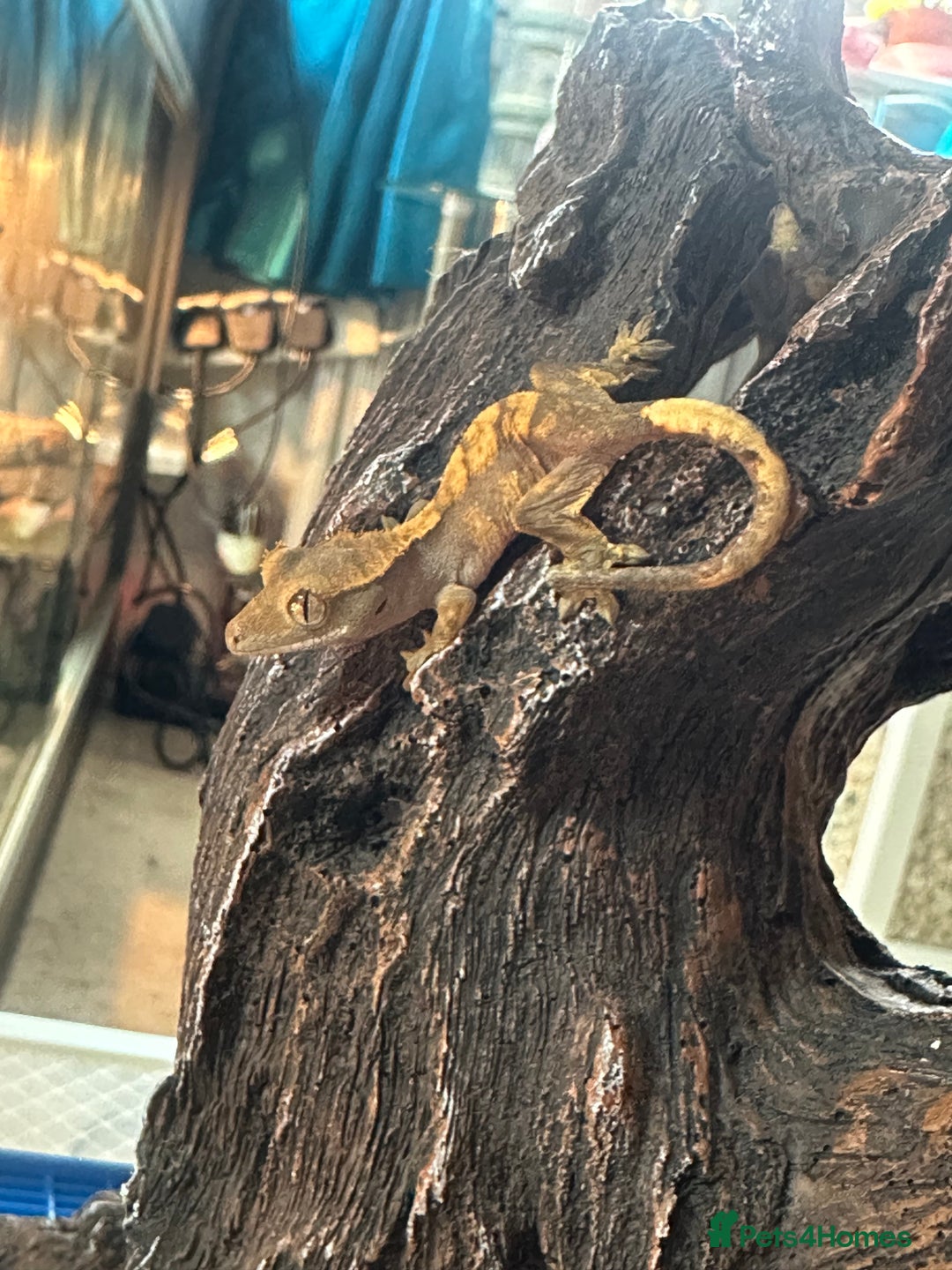 Gecko reptiles for sale: Young Crested Geckos - Image 4