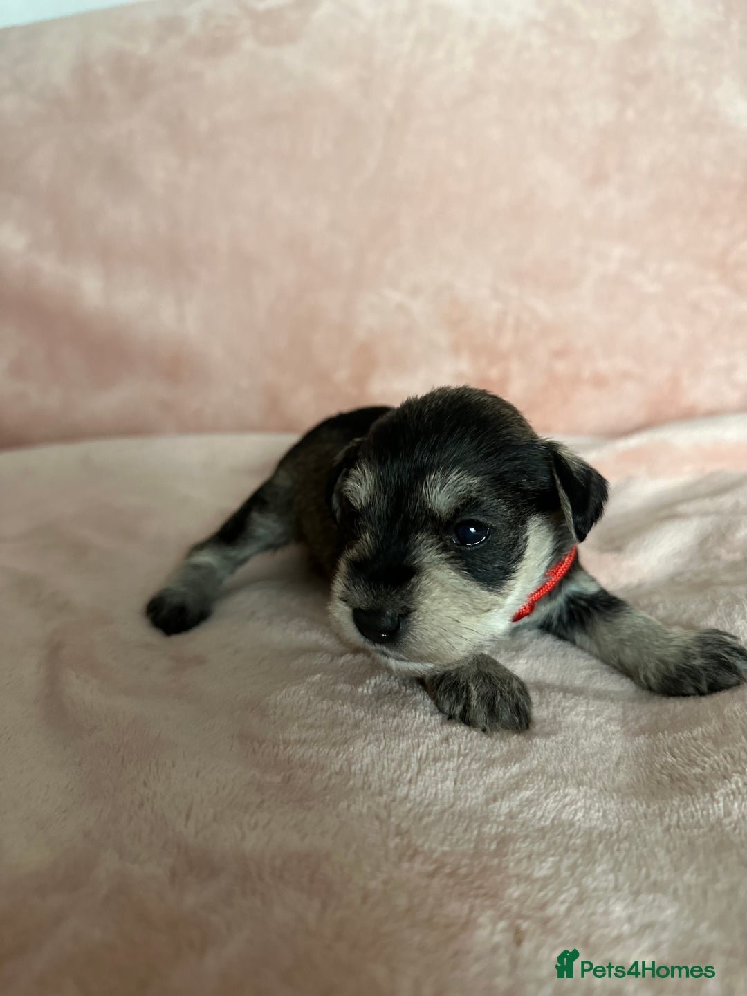Miniature Schnauzer dogs for sale: OUTSTANDING CHAMPION LINES PUPPIES  - Advert 15