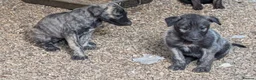 Caucasian Shepherd Dog dogs for sale: Caucasian/Wolfhound  - Advert 9
