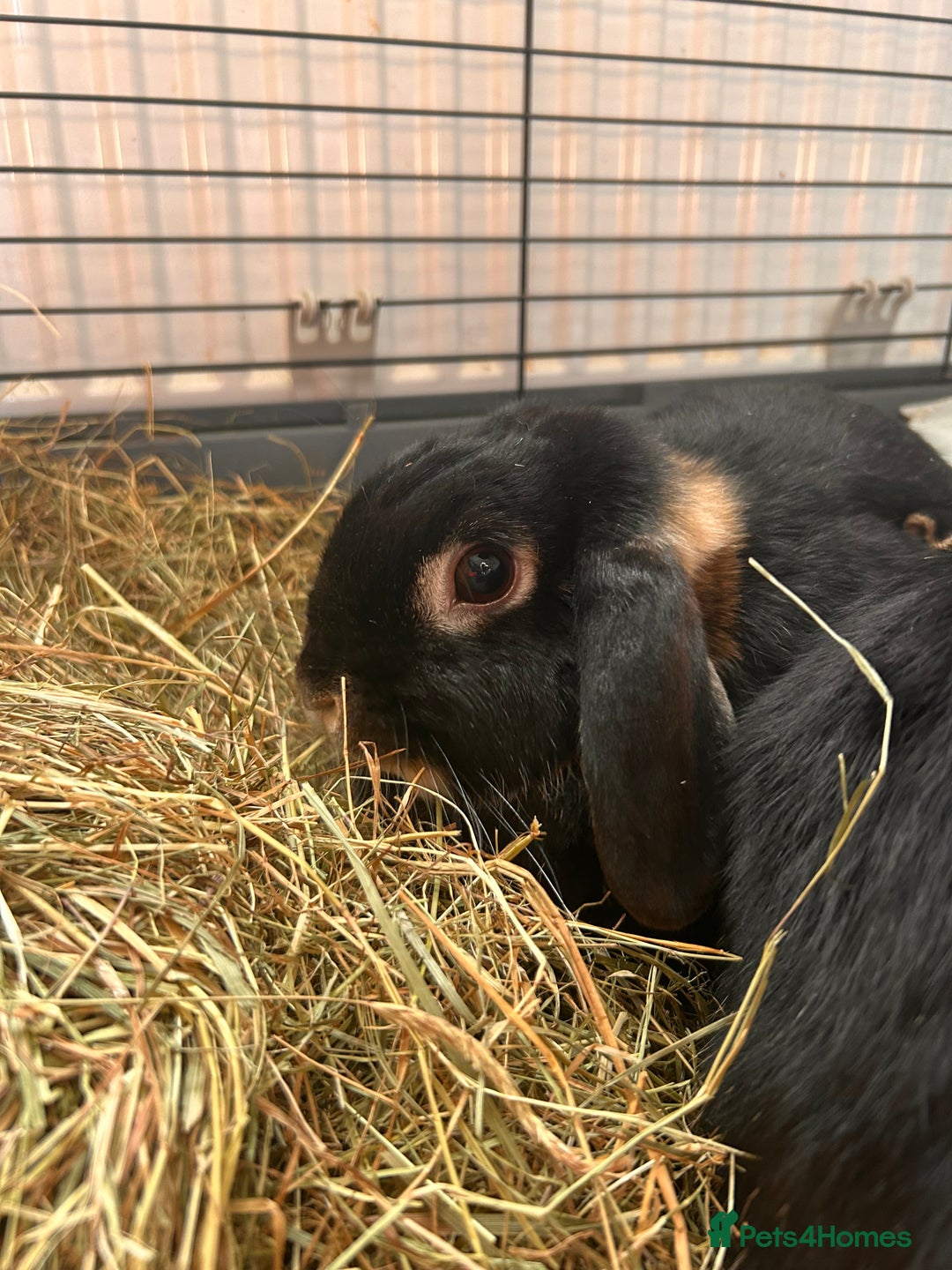 Mini Lop rabbits for sale: 2 mini lip female rabbits  - Image 1