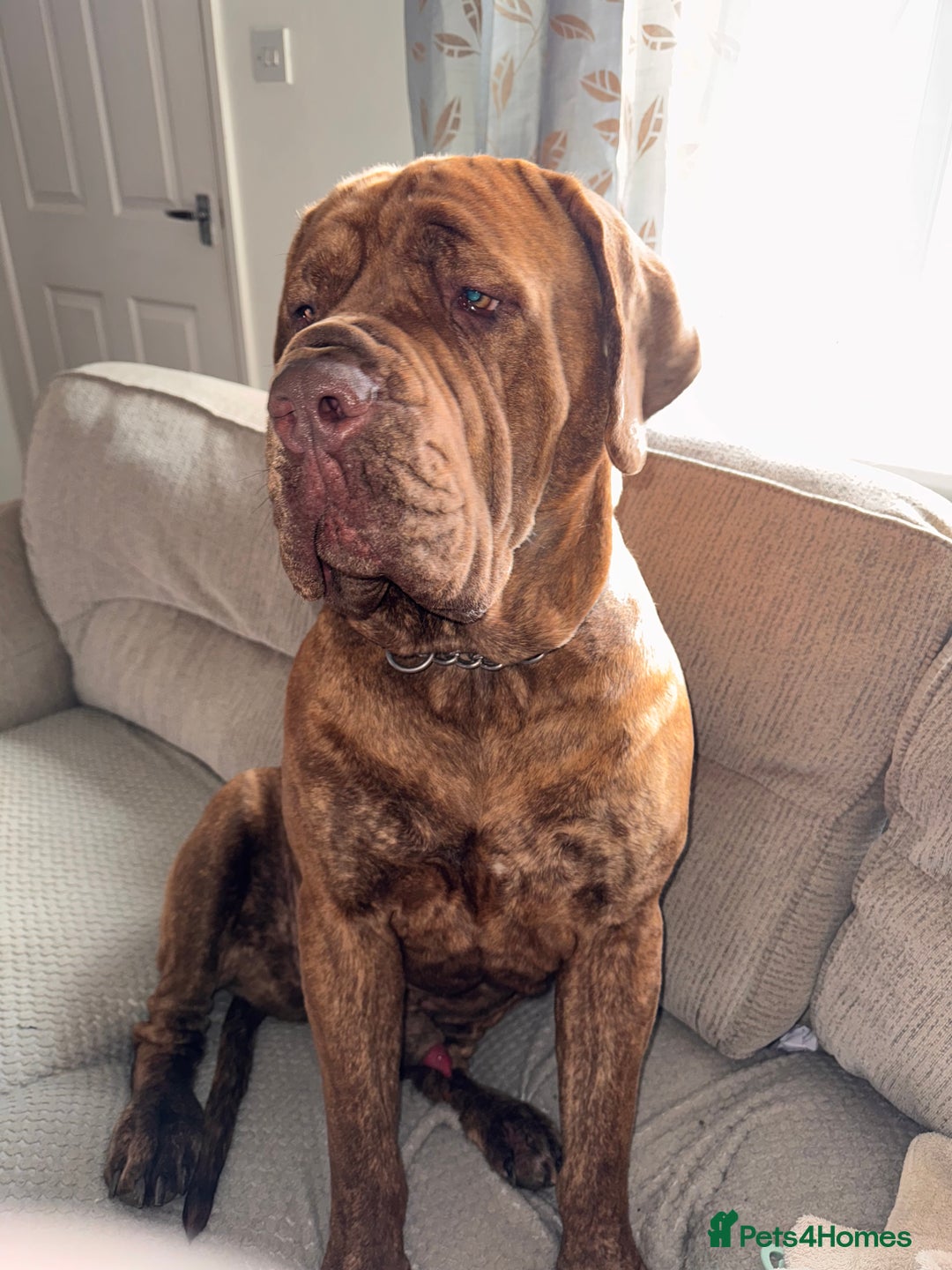 Mixed Breed dogs for sale: Rufus cross breed of mastiff  - Advert 2