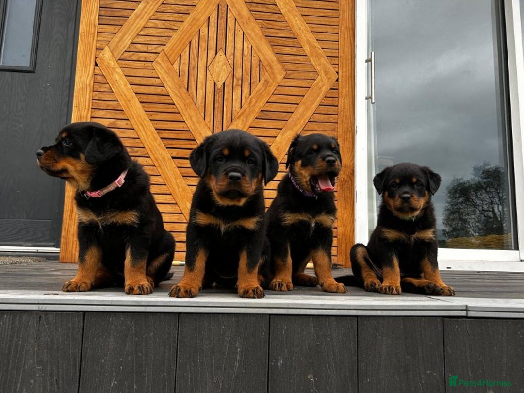 Rottweiler dogs for sale: 🖤 Outstanding Rottweiler Puppies 🐶🏡 - Image 1