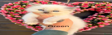 Green collar 