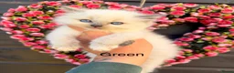 Ragdoll cats for sale: 4 Female Purebred Blue Point & Blue Mitted Ragdoll - Advert 7
