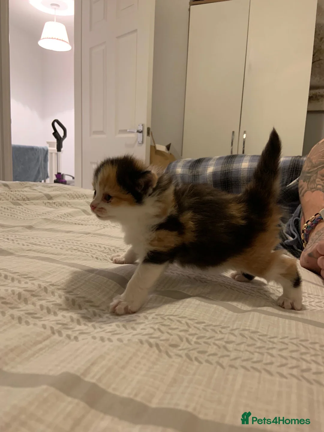 Mixed Breed cats for sale: Beautiful Playful Kittens Ready for Loving Homes - Advert 14