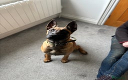 Belgian Shepherd Dog dogs for sale: A gorgeous Mali pup available  - Image 4